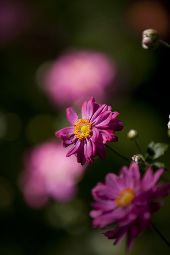 Anemone hupehensis var. japonica 'Bressingham Glow'