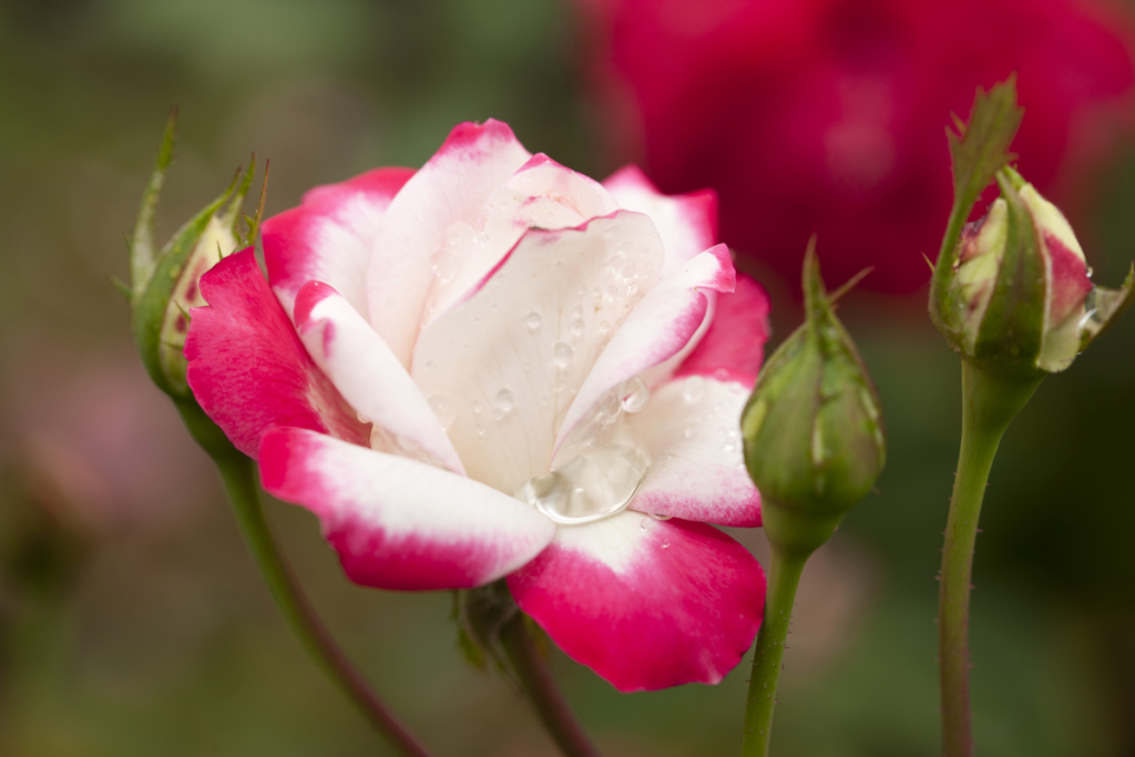 Floribunda rose 'Candy Cane Cocktail'