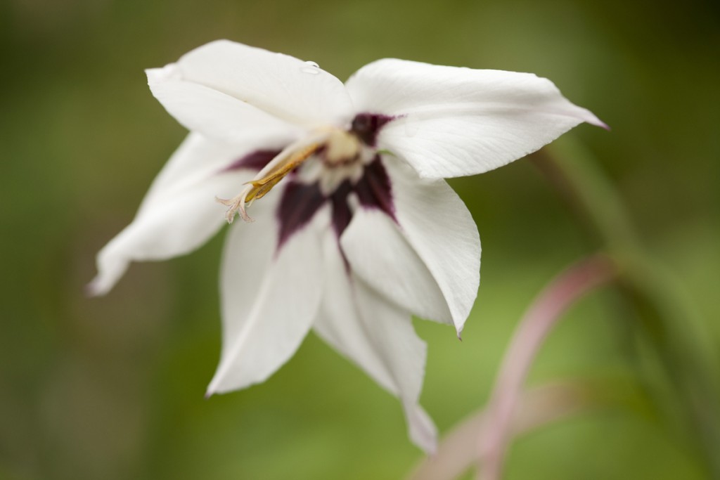 Gladiolus murielae