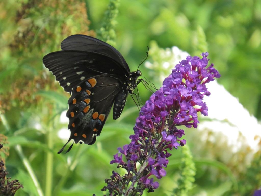 Black swallowtail