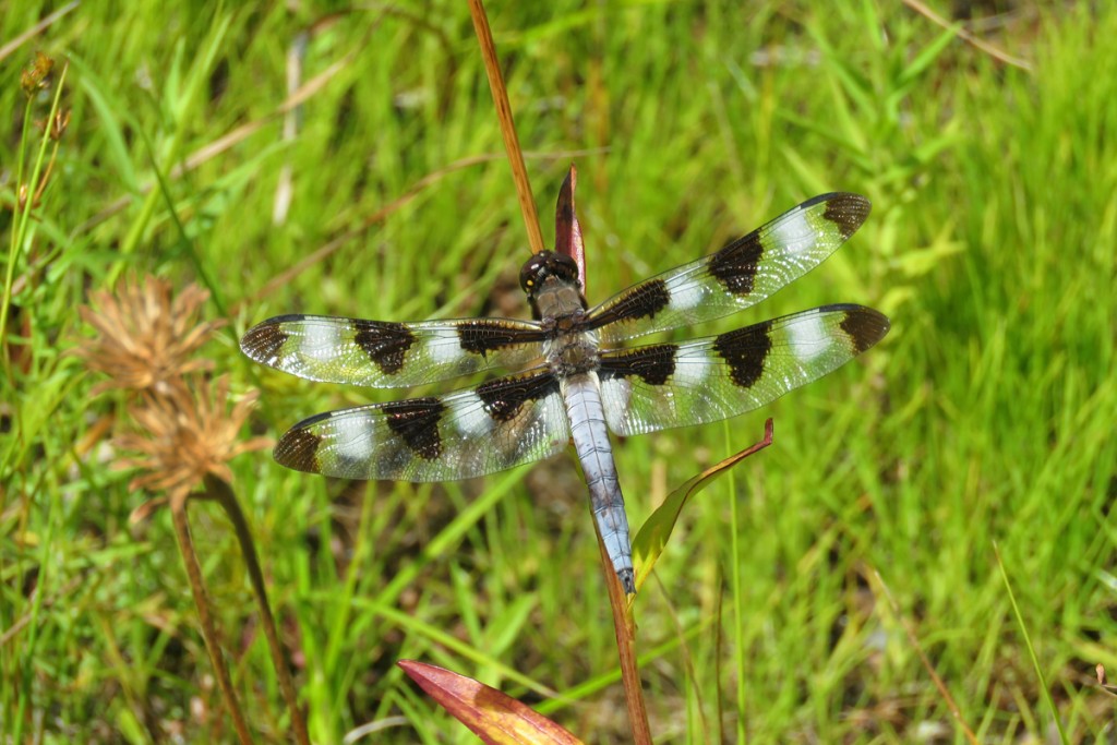 Twelve-spotted skimmer