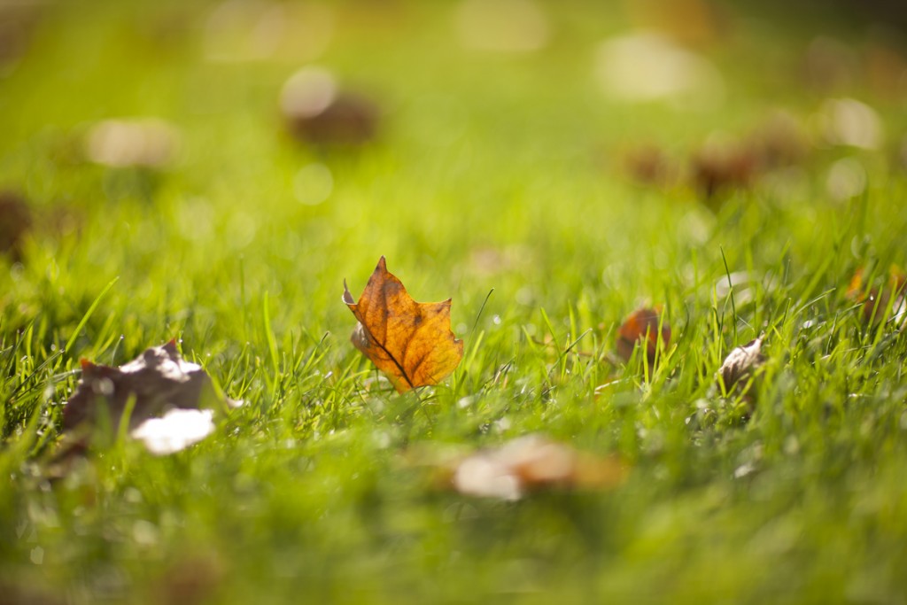 Fallen leaves