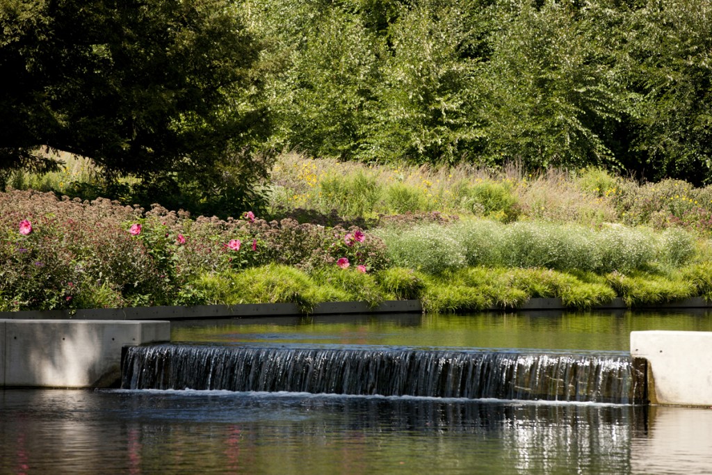 Native Plant Garden