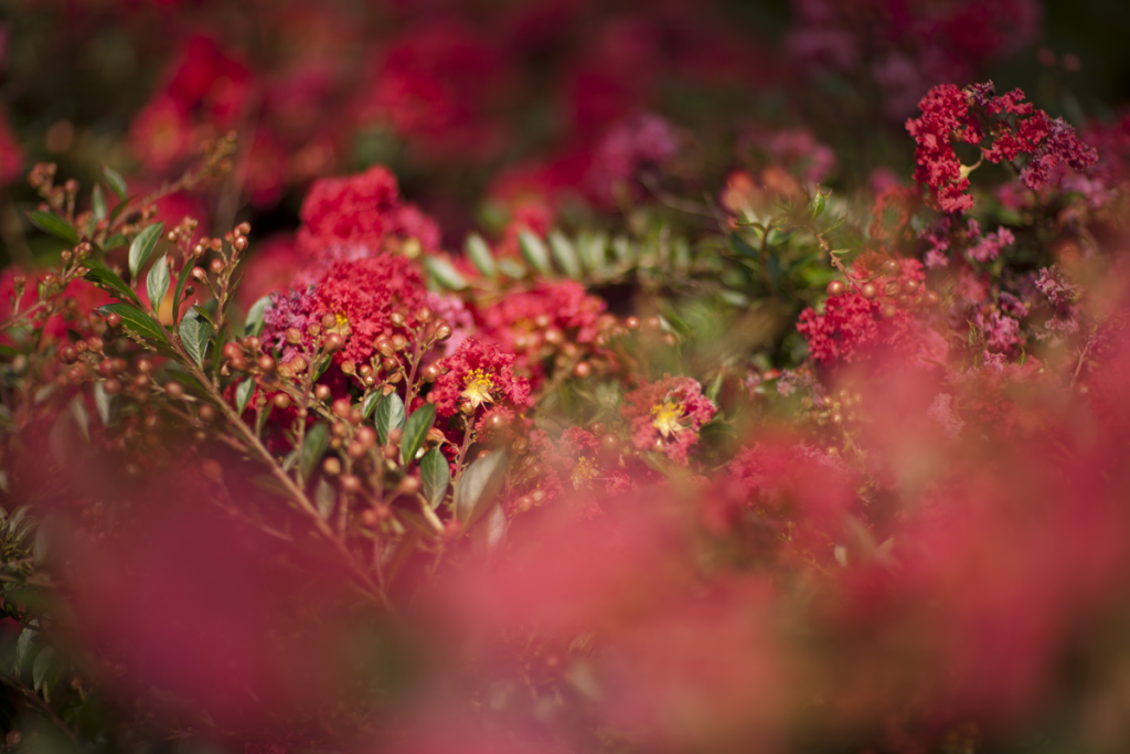 Lagerstroemia indica 'Tightwad Red'