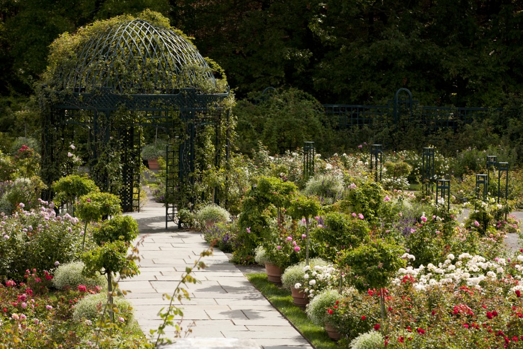 Peggy Rockefeller Rose Garden