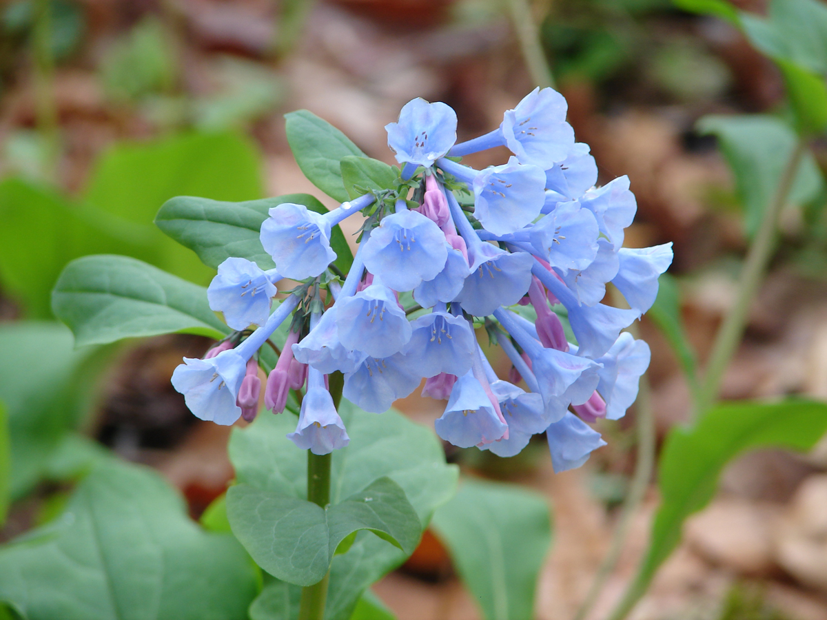 Blue Flowers Delivery: Send Blue Bouquets | Proflowers, image size:1200x900