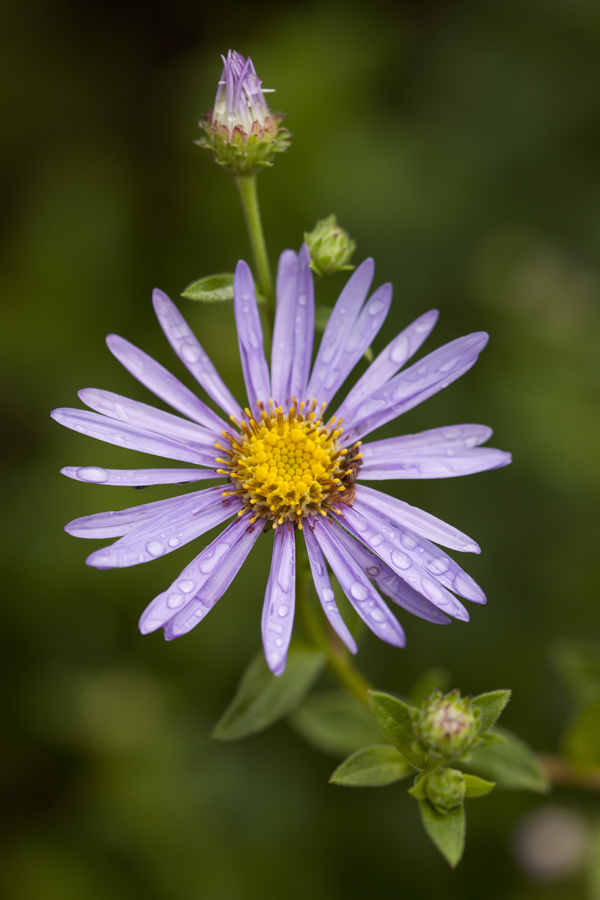 Aster x frikartii 'Monch'