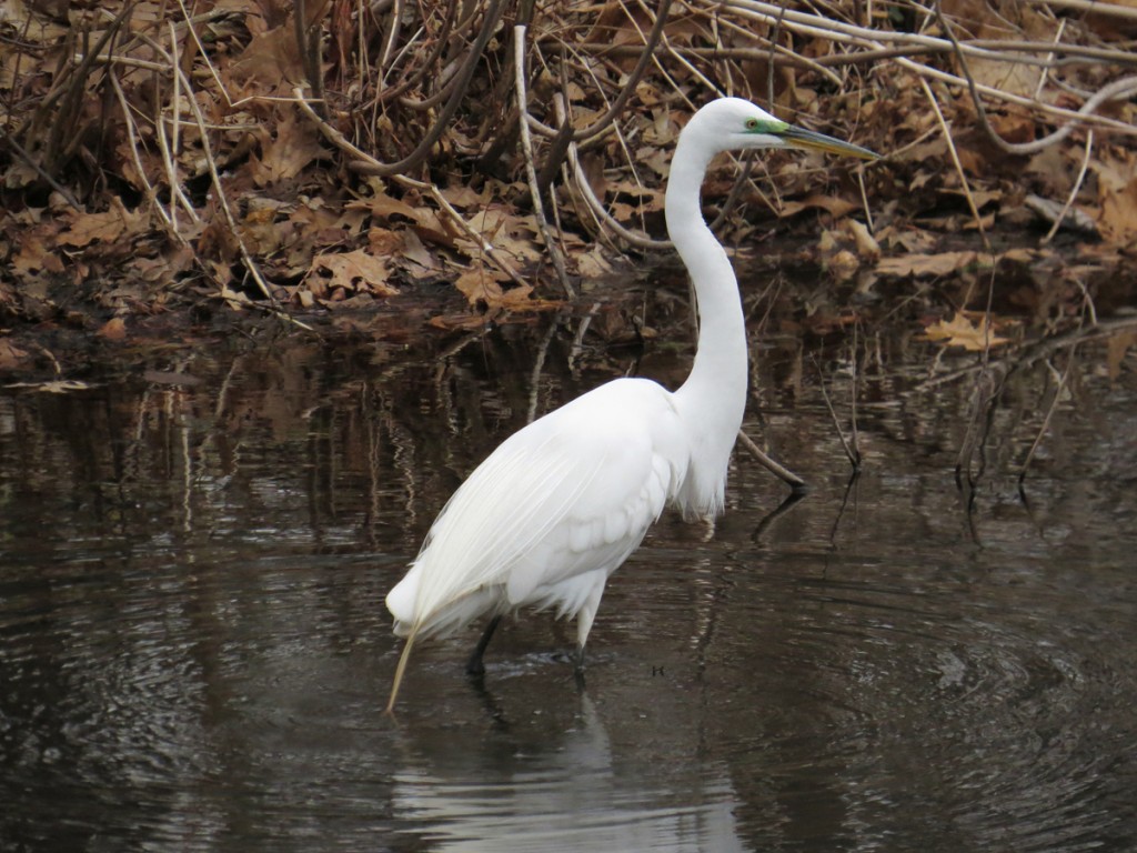 Egret