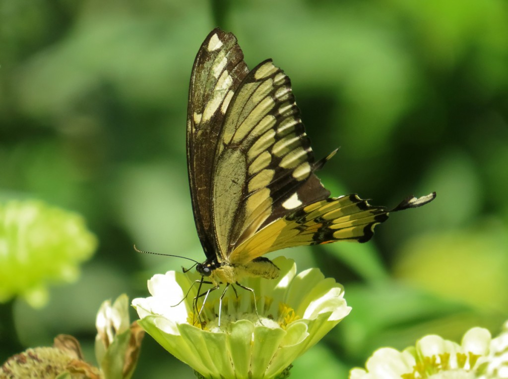 Giant Swallowtail Butterfly