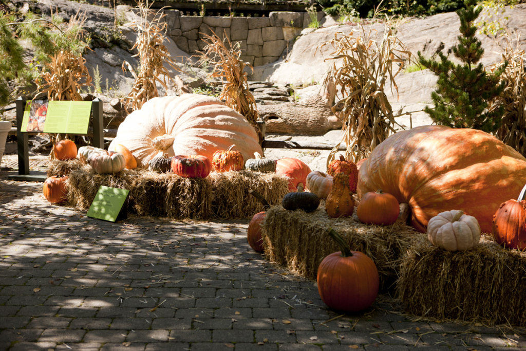 Giant Pumpkins in Everett Children's Adventure Garden