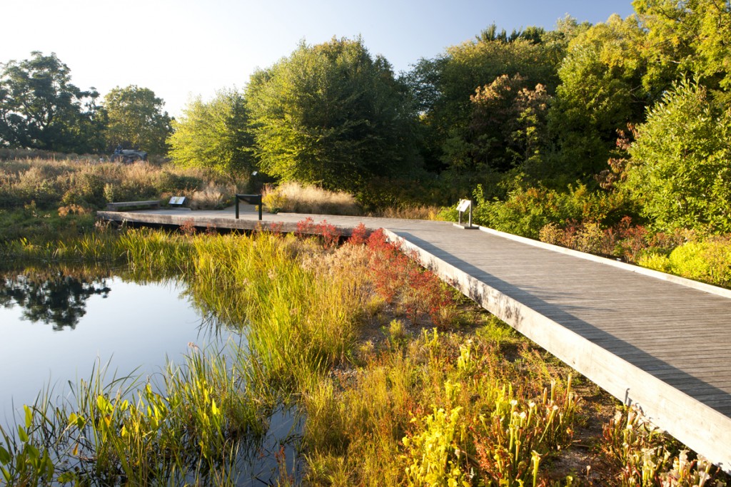 Native Plant Garden