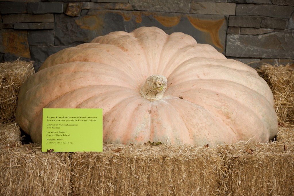 Giant Pumpkin