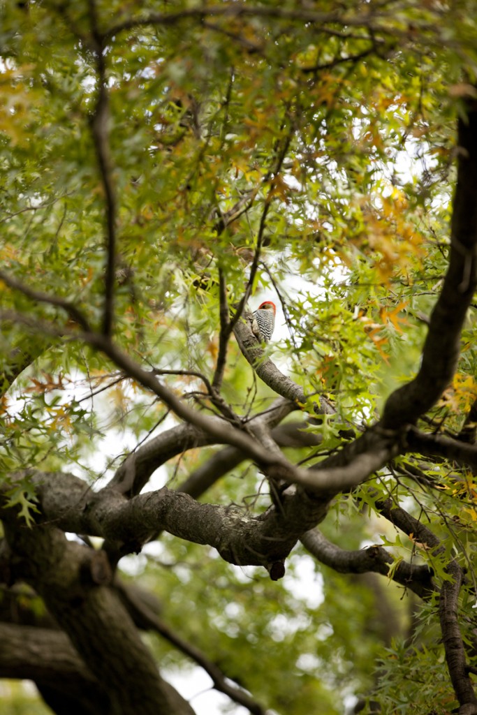 Woodpecker in the Native Plant Garden