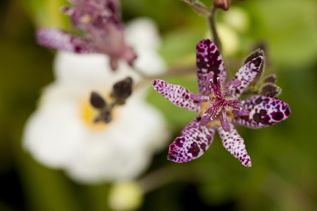 Tricyrtis formosana 'Dark Beauty'