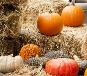 Pumpkins at NYBG