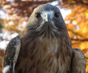 Red-tailed Hawk