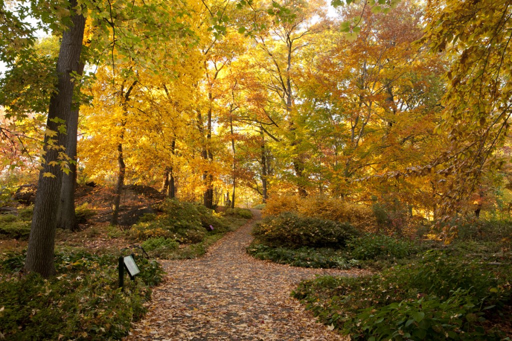 Azalea Garden