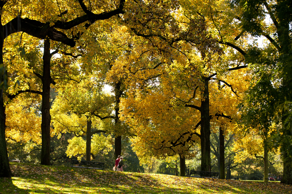 Tulip Tree Allee