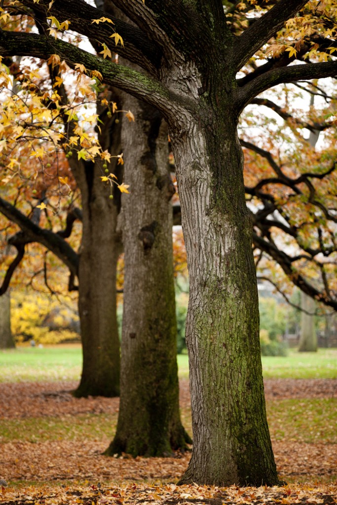 Main Lawn