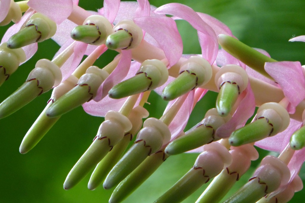 Cavendishia grandifolia