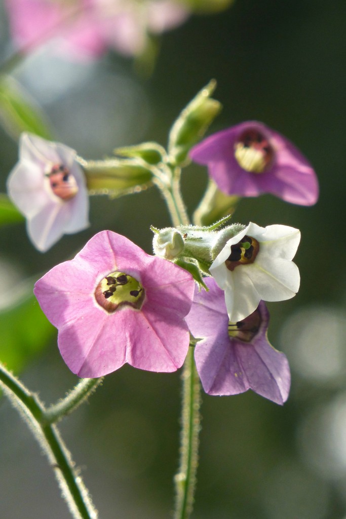 Nicotiana 'Mutabilis'