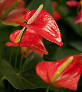 Anthurium 'Matiz'