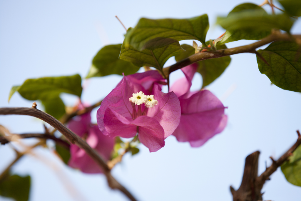 Bougainvillea 'James Walker'