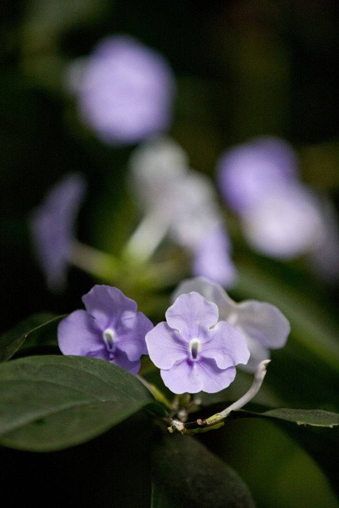 Brunfelsia grandiflora