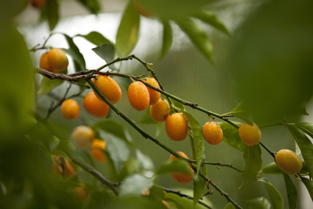Citrus japonica 'Margarita'