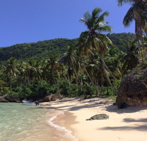 Cocos nucifera dotting the Dominican coast