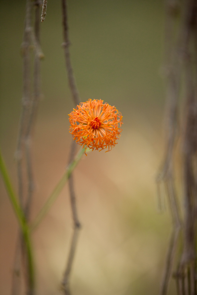 Senecio ballyi