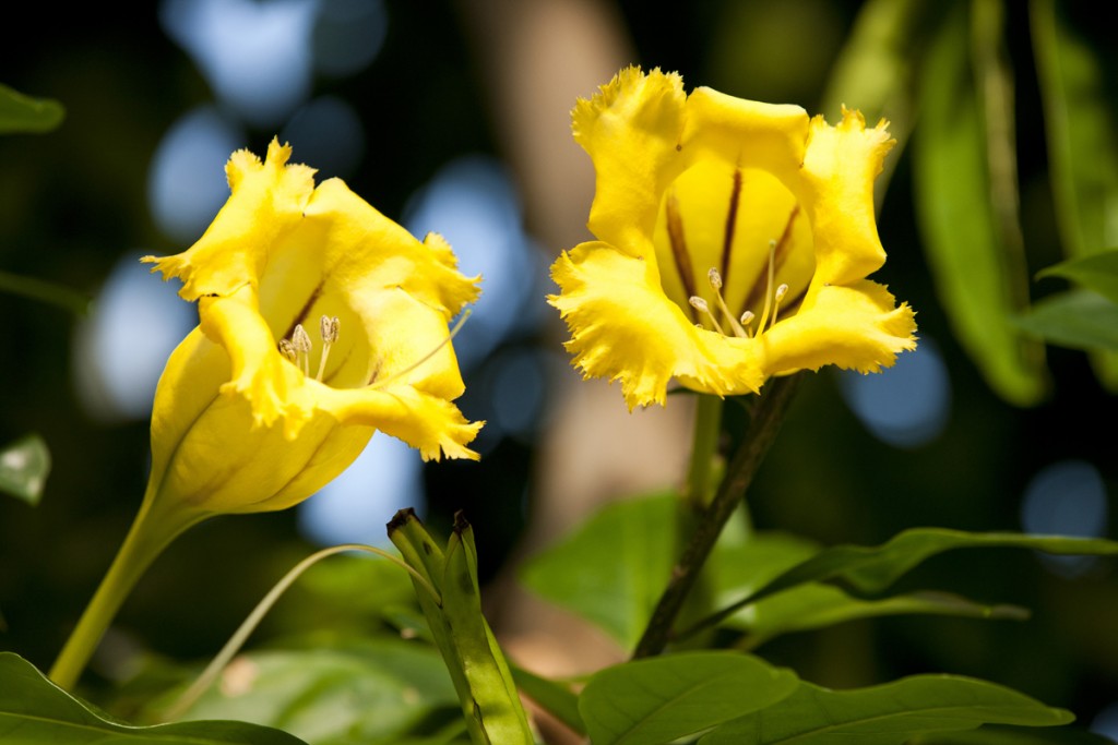 Solandra maxima