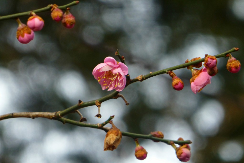 Prunus mume 'Peggy Clarke'