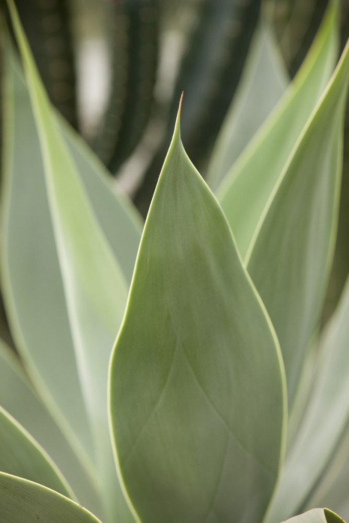 Agave attenuata