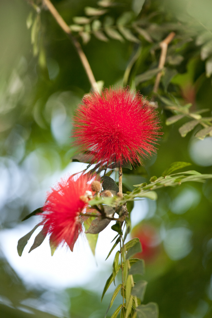 Calliandra haematocephala