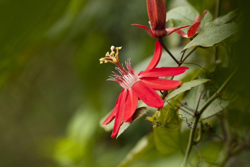 Passiflora 'Grace Ann'