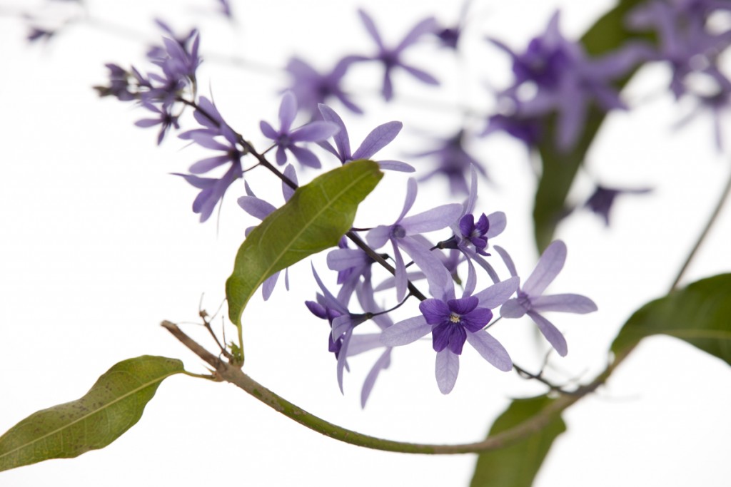 Petrea volubilis