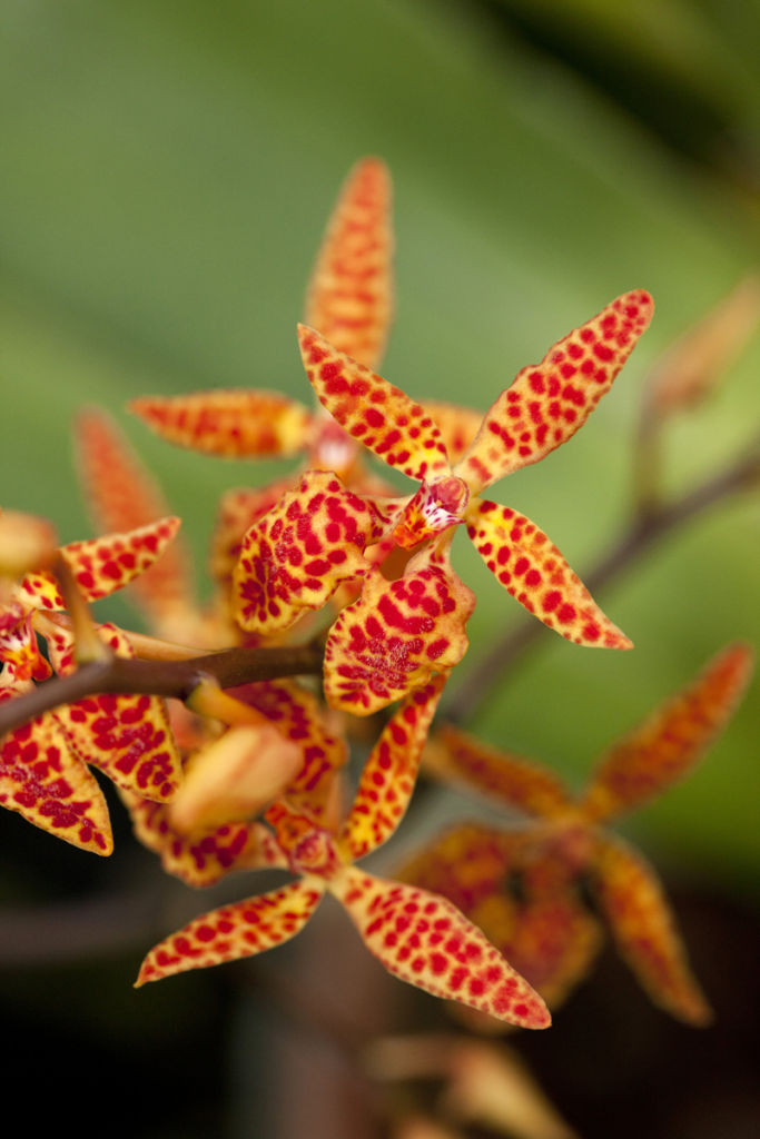 Renanthera 'Twin Star'