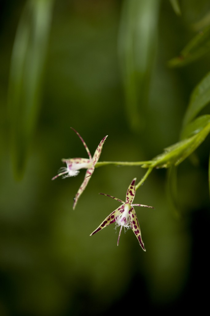 Specklinia corniculata