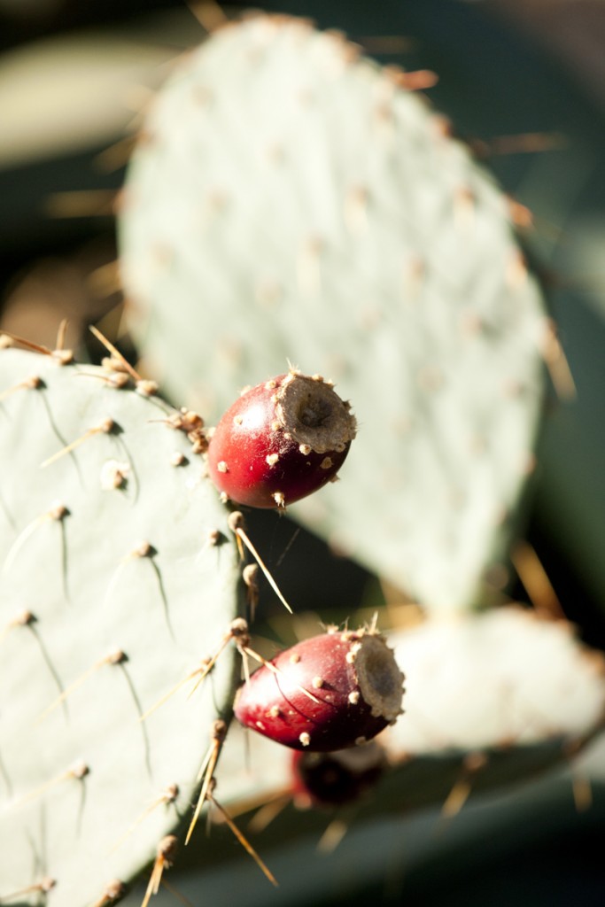 Opuntia phaecantha