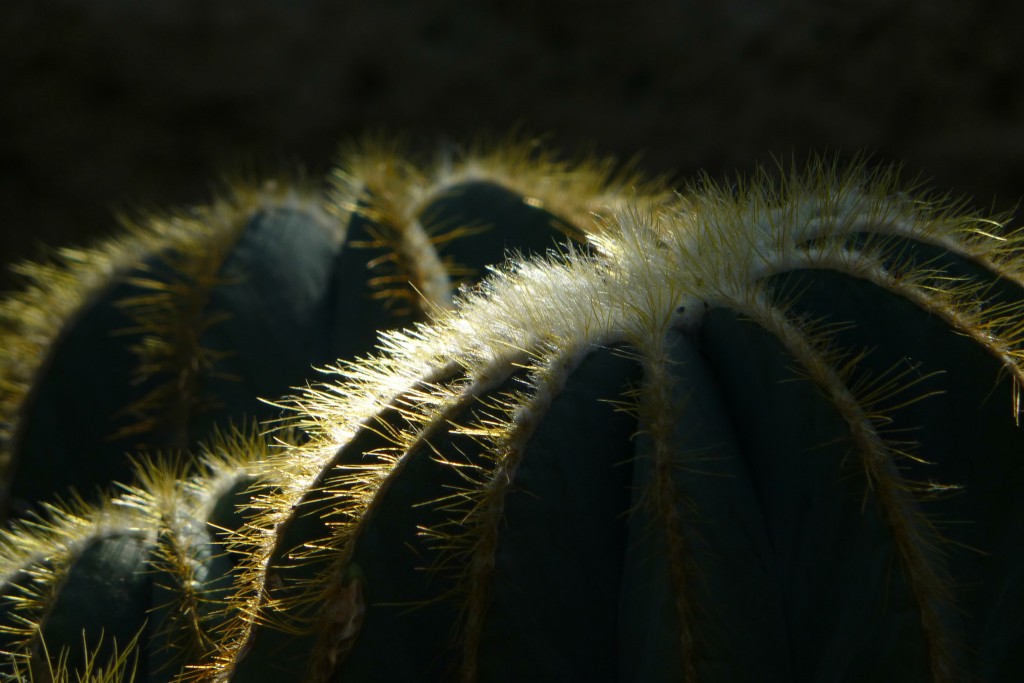 Parodia magnifica