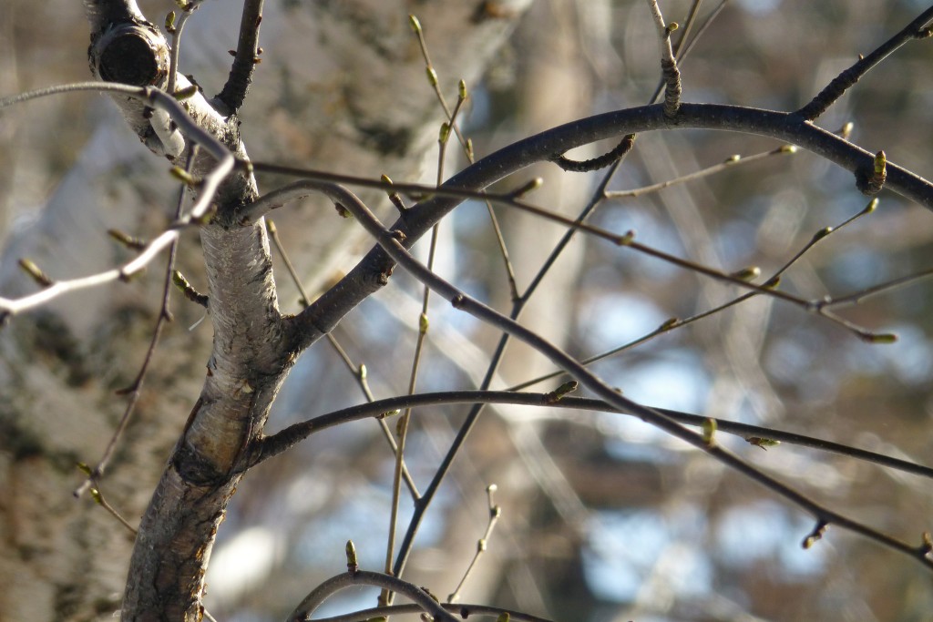 Betula corylifolia