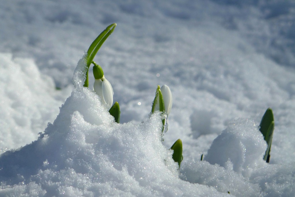 Snowdrops (Galanthus)