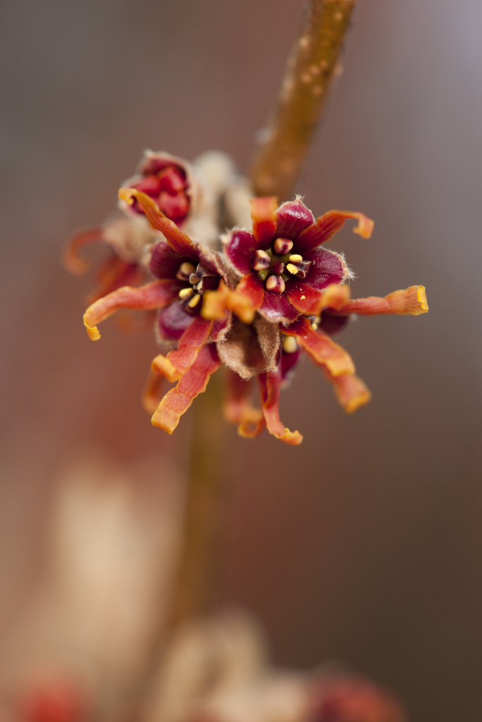 Hamamelis vernalis