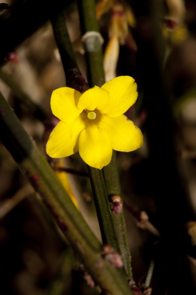 Jasminum nudiflorum