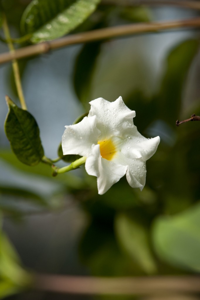 Mandevilla Sun Parasol Giant White