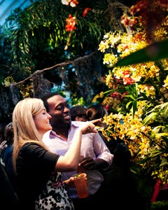 Orchid Evenings at NYBG