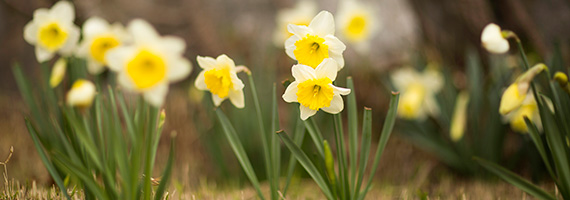 narcissus February gold daffodils