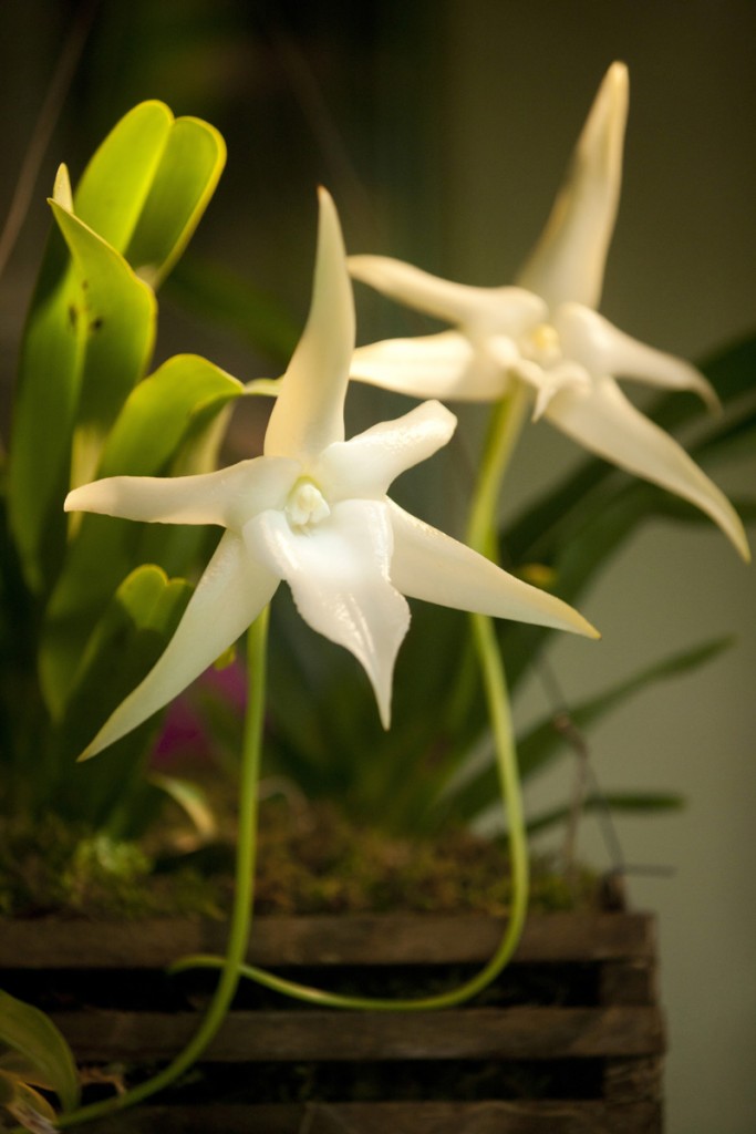 Angraecum sesquipedale