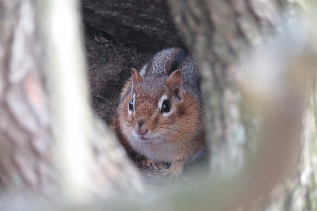 chipmunk